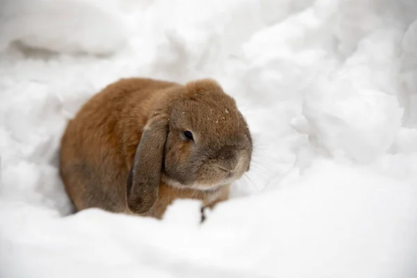 A small decorative rabbit of ram breed eat snow and digs a hole. A cute rabbit on the winter snow.