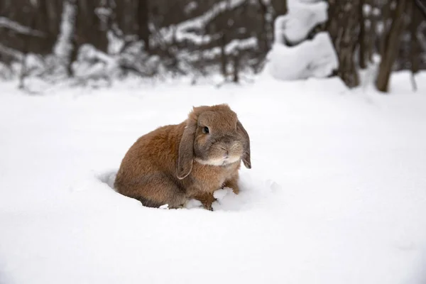 Küçük dekoratif tavşan ram doğurmak oturuyor ve bir çukur kazıyor. Beyaz kış kar üzerinde şirin bir tavşan.