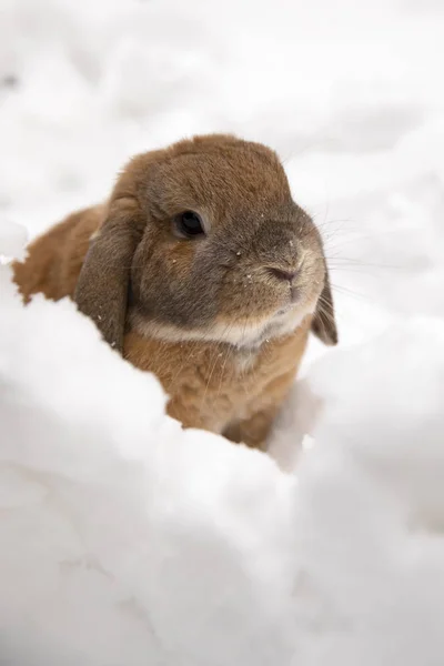 Small Decorative Rabbit Ram Breed Sitting Digs Hole Cute Rabbit — Stock Photo, Image