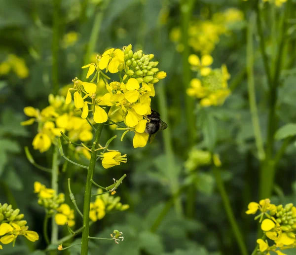 Bumblebee Reúne Néctar Uma Flor Pollinat Campos Mostarda — Fotografia de Stock