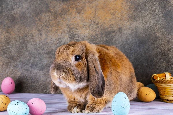 Paskalya tombul tavşan kulağını kaldırdı. Hasır sepet şenlikli E ile