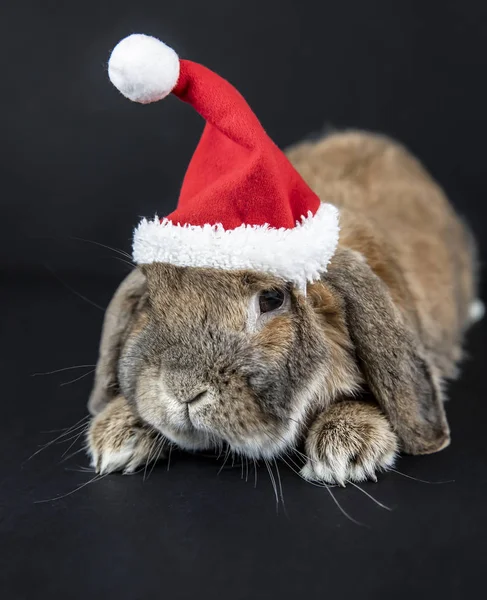 Dwarf rabbit breed sheep lies in the Christmas cap. New Year\'s p