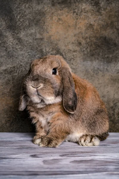 复活节, 侏儒兔子养羊躺在实木复合地板上。纹理 b — 图库照片