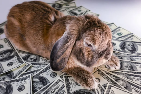 Lop kulaklı zencefil tavşan ırkı koyun para yatıyor. 100 bize yapmak