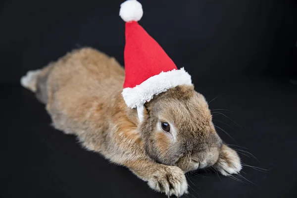 Dwarf rabbit breed sheep in the Christmas cap lies. New Year\'s p