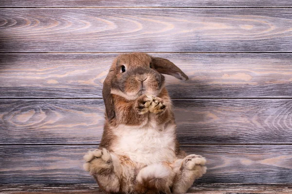 Dwarf rabbit breed ram sits. Powerful rabbit's hind legs. — Stock Photo, Image