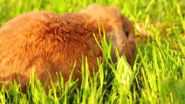 Lop-kulaklı tavşan çim üzerinde atlar ve çim çiğniyor. Gün batımında cüce tavşan doğurmak RAM. Yaz günü.