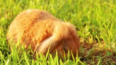 Lop-kulaklı tavşan çim üzerinde atlar ve çim çiğniyor. Gün batımında cüce tavşan doğurmak RAM. Yaz günü.
