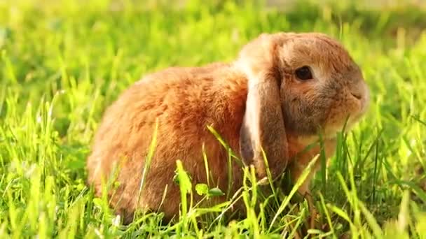 Кролик Лопатевим Вухом Стрибає Газоні Жує Траву Карликові Кролики Розводять — стокове відео