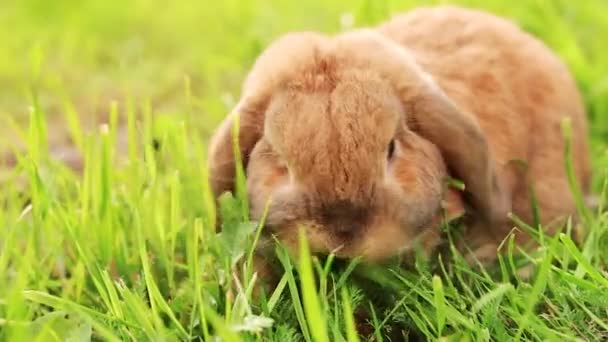 Lop 耳ウサギは芝生の上にジャンプし 芝生をチュイます 日没時のドワーフウサギの繁殖ラム 夏の日 — ストック動画