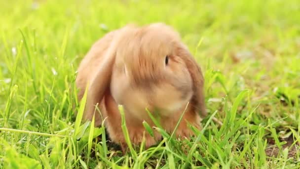 小兔子在草坪上跳来跳去 嚼着草 矮兔在日落时繁殖的公绵羊 — 图库视频影像