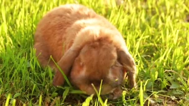 Lappenohr Kaninchen Springt Auf Den Rasen Und Kaut Das Gras — Stockvideo