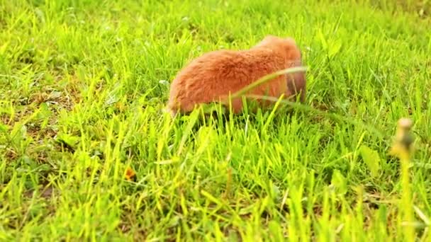Lappenohr Kaninchen Springt Auf Den Rasen Und Kaut Das Gras — Stockvideo