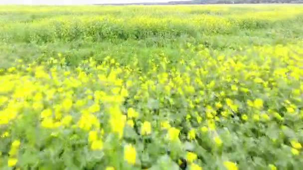 Tiro Voo Drone Sobre Campo Mostarda Campos Flores Fotografia Aérea — Vídeo de Stock