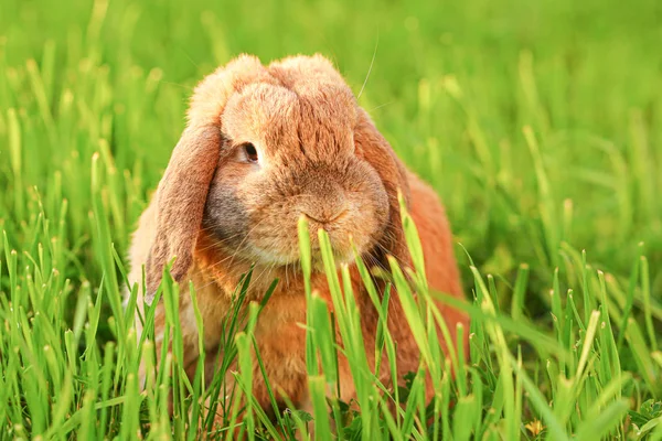 Un petit lapin aux oreilles bouclées est assis sur la pelouse. Bélier de race lapin nain — Photo