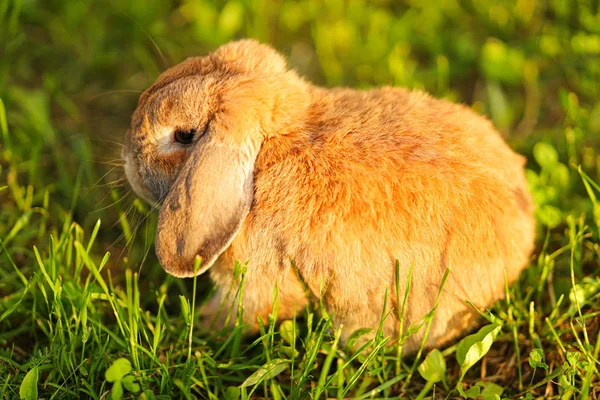 Un petit lapin aux oreilles bouclées est assis sur la pelouse. Bélier de race lapin nain — Photo