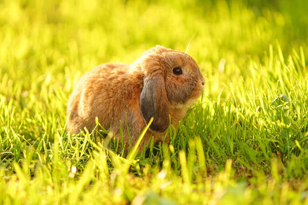 Un petit lapin aux oreilles bouclées est assis sur la pelouse. Bélier de race lapin nain — Photo