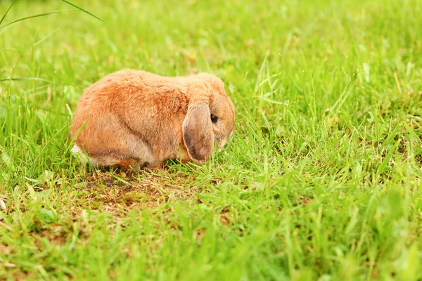 Un petit lapin aux oreilles bouclées est assis sur la pelouse. Bélier de race lapin nain — Photo