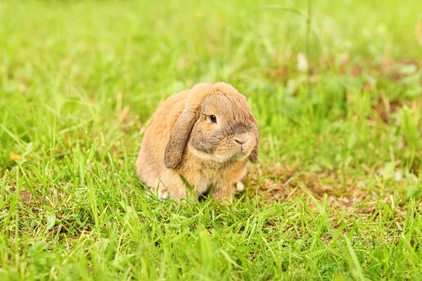 Un petit lapin aux oreilles bouclées est assis sur la pelouse. Bélier de race lapin nain — Photo
