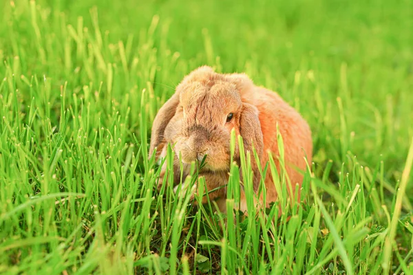 Маленький ушастый кролик сидит на лужайке. Карликовый кролик-таран — стоковое фото