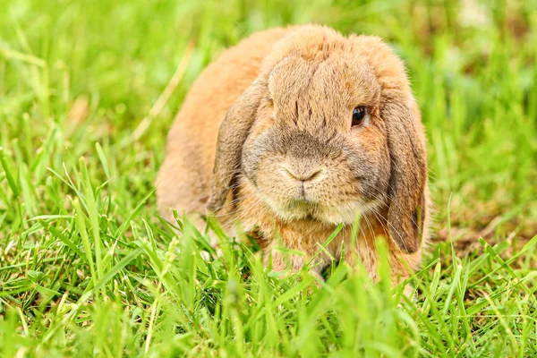 Un petit lapin aux oreilles bouclées est assis sur la pelouse. Bélier de race lapin nain — Photo