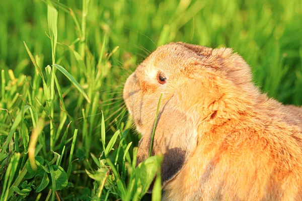 Un petit lapin aux oreilles bouclées est assis sur la pelouse. Bélier de race lapin nain — Photo