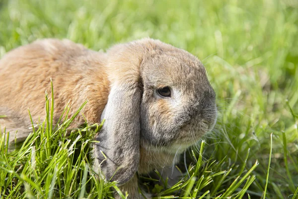 小耳兔坐在草坪上。矮兔品种公羊 — 图库照片