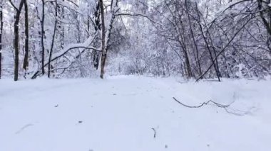 Karlı kış ormanı. Ormanın ortasındaki kayak pistinin üzerinden uçmak. Ağaçların karla kaplı dalları. Drone helikopterüzerinde ağaçlar arasında span.