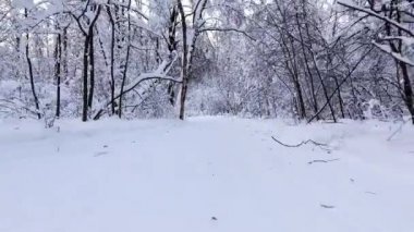 Karlı kış ormanı. Ormanın ortasındaki kayak pistinin üzerinden uçmak. Ağaçların karla kaplı dalları. Drone helikopterüzerinde ağaçlar arasında span.