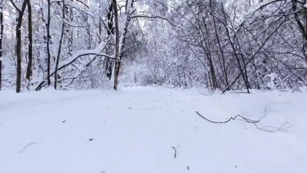 雪の多い冬の森 森の真ん中のスキーコースの上空を飛ぶ 雪に覆われた木々の枝 ドローンヘリコプターの木々間スパン — ストック動画