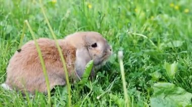 Lop-kulaklı tavşan çim üzerinde atlar ve çim çiğniyor. Gün batımında cüce tavşan doğurmak RAM. Yaz günü.