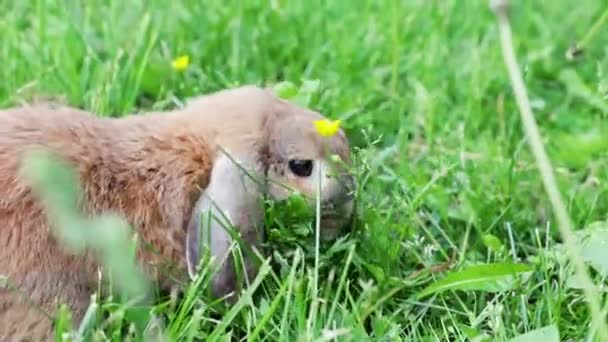 Lop Oren Konijn Springt Het Gazon Kauwt Het Gras Dwergkonijn — Stockvideo