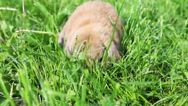 Lop 耳ウサギは芝生の上にジャンプし 芝生をチュイます 日没時のドワーフウサギの繁殖ラム 夏の日 — ストック動画