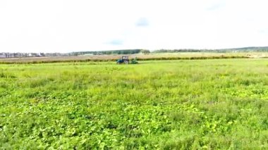 Traktör hardal alanında hasat üretir. Sarı çiçekler Greenfield. Drone hava fotoğrafçılığı.