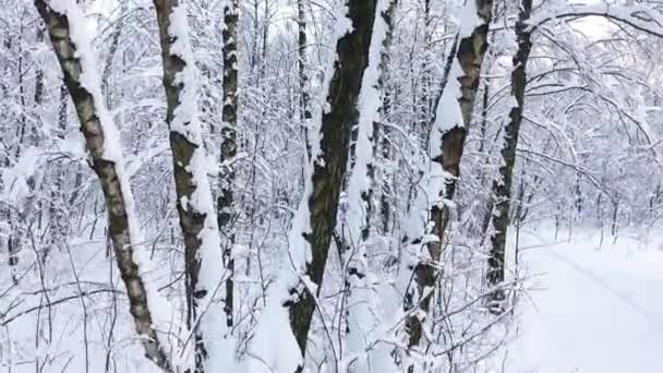 雪の多い冬の森 青空に対して雪に覆われた木々の枝 ドローンヘリコプターで村の間のスパン — ストック動画