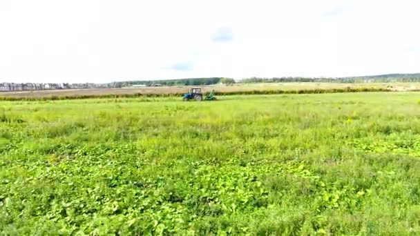 Трактор Виробляє Урожай Гірчичному Полі Жовті Квіти Зелене Поле Аерофотозйомка — стокове відео