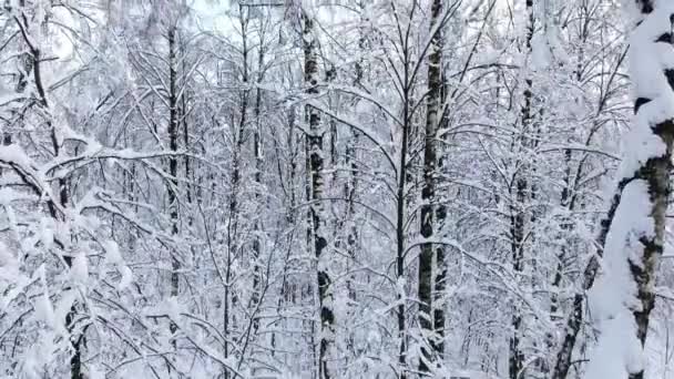 雪の多い冬の森 青空に対して雪に覆われた木々の枝 ドローンヘリコプターで村の間のスパン — ストック動画