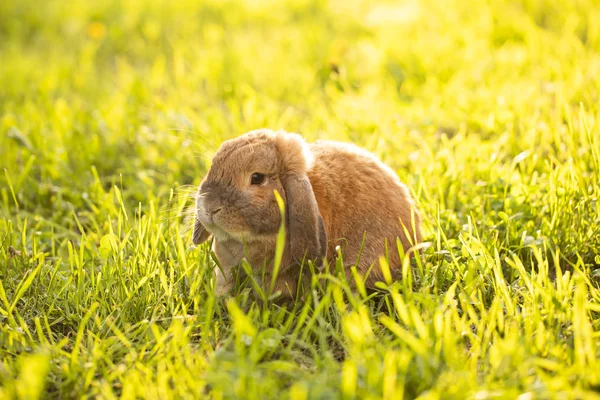 Un petit lapin aux oreilles bouclées est assis sur la pelouse. Bélier de race lapin nain — Photo