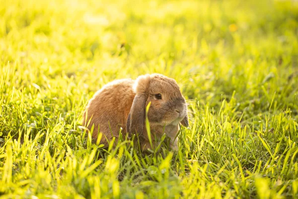 Un petit lapin aux oreilles bouclées est assis sur la pelouse. Bélier de race lapin nain — Photo