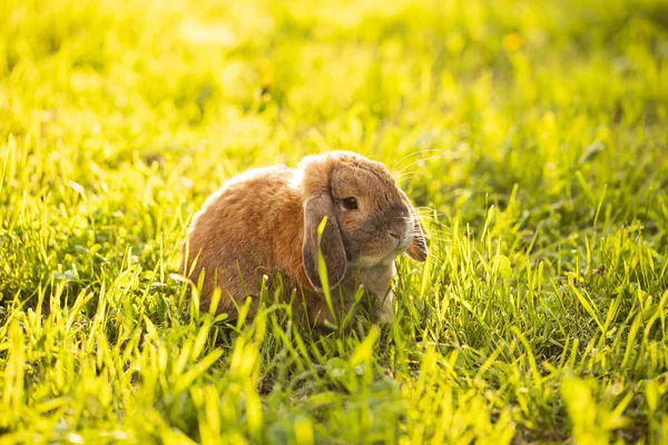 Little lop-eared rabbit sits on the lawn. Dwarf rabbit breed ram — Stock Photo, Image