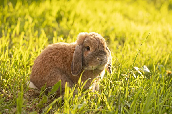 Маленький ушастый кролик сидит на лужайке. Карликовый кролик-таран — стоковое фото