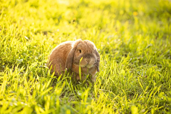 Um coelho de orelhas cortadas senta-se no relvado. Raça de coelho anão carneiro — Fotografia de Stock