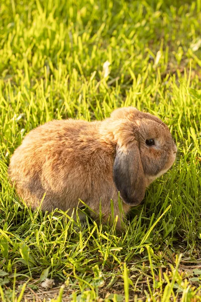 小耳兔坐在草坪上。矮兔品种公羊 — 图库照片
