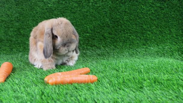 Кролик Породы Короткими Ушами Карлик Баран Сидит Газоне Моет — стоковое видео