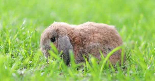 Hangoor Konijn Springt Het Gazon Kauwt Het Gras Dwerg Konijn — Stockvideo