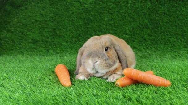 Lop Eared Kanin Dvärg Bagge Rasen Sitter Gräsmatta Och Tittar — Stockvideo