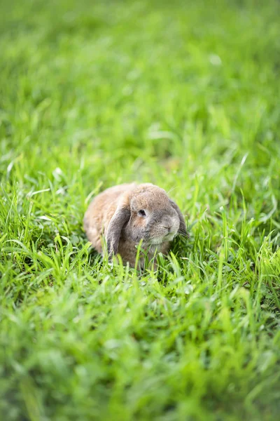 Little lop-eared rabbit sits on the lawn in park. Dwarf rabbit b — Stock Photo, Image