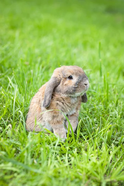 Маленький ушастый кролик сидит на лужайке в парке. Карликовый кролик b — стоковое фото