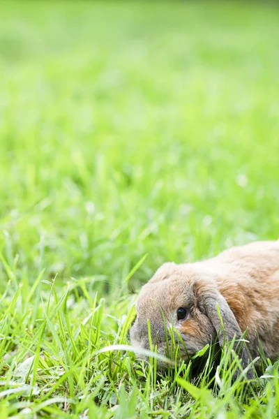 Um coelho de orelhas cortadas senta-se no relvado no parque. Coelho anão b — Fotografia de Stock