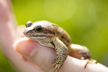 Esprili bir kurbağa bir erkeğin eline oturur. Güzel küçük bataklık kurbağası.
